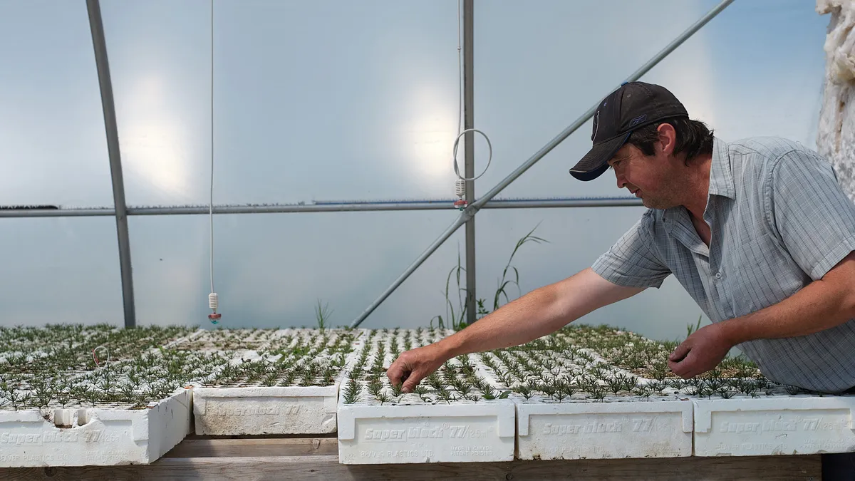 A worker tending native seedlings at the Nupqu Native Plant Nursery